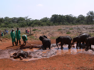 Elefanten Ostafrika
